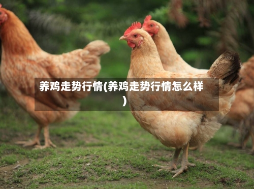 养鸡走势行情(养鸡走势行情怎么样)