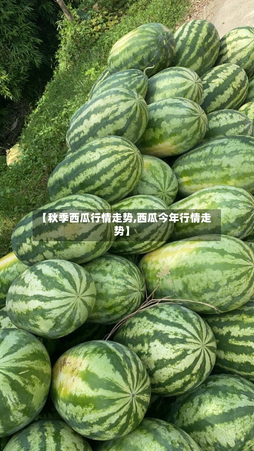 【秋季西瓜行情走势,西瓜今年行情走势】