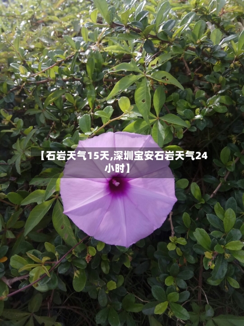 【石岩天气15天,深圳宝安石岩天气24小时】