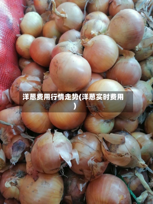 洋葱费用行情走势(洋葱实时费用)