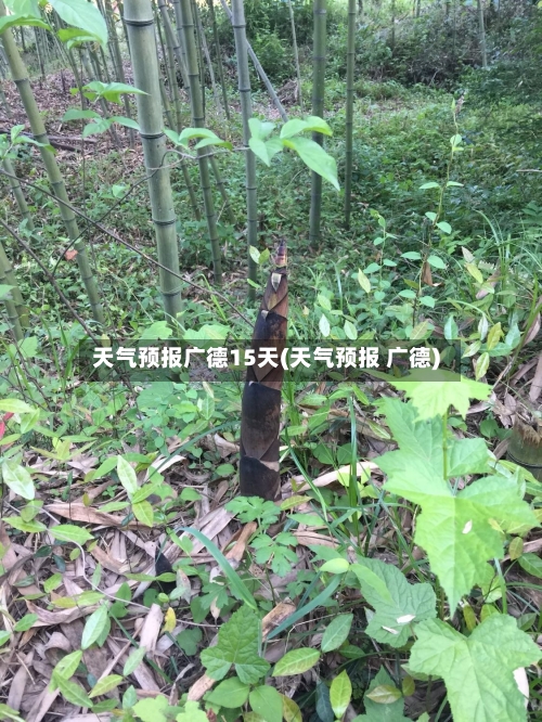 天气预报广德15天(天气预报 广德)