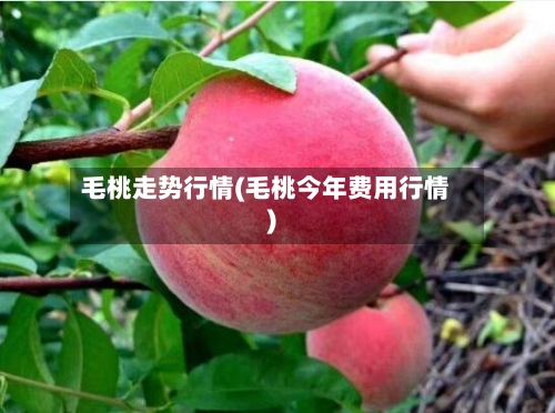 毛桃走势行情(毛桃今年费用行情)