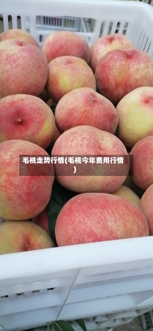 毛桃走势行情(毛桃今年费用行情)