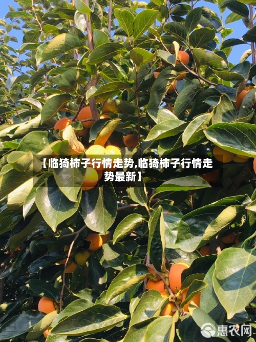【临猗柿子行情走势,临猗柿子行情走势最新】