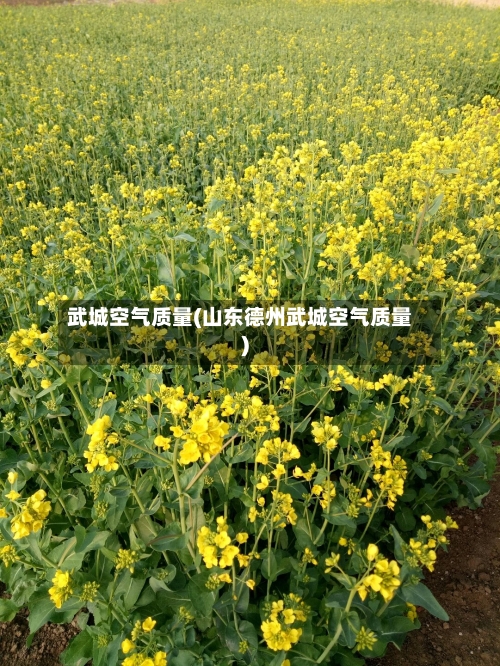 武城空气质量(山东德州武城空气质量)