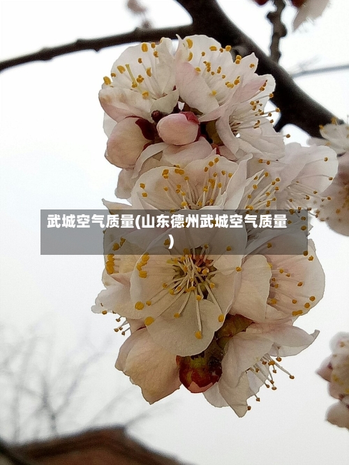 武城空气质量(山东德州武城空气质量)