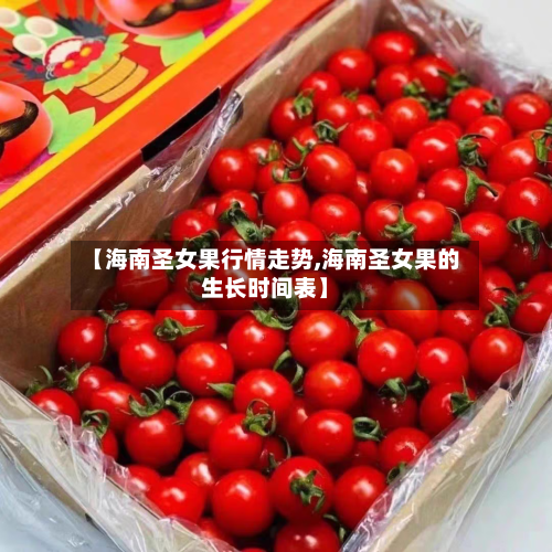 【海南圣女果行情走势,海南圣女果的生长时间表】