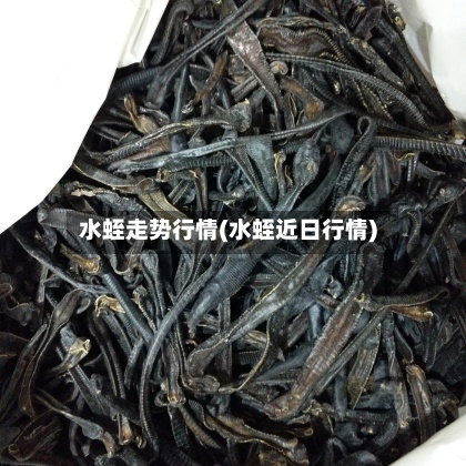 水蛭走势行情(水蛭近日行情)