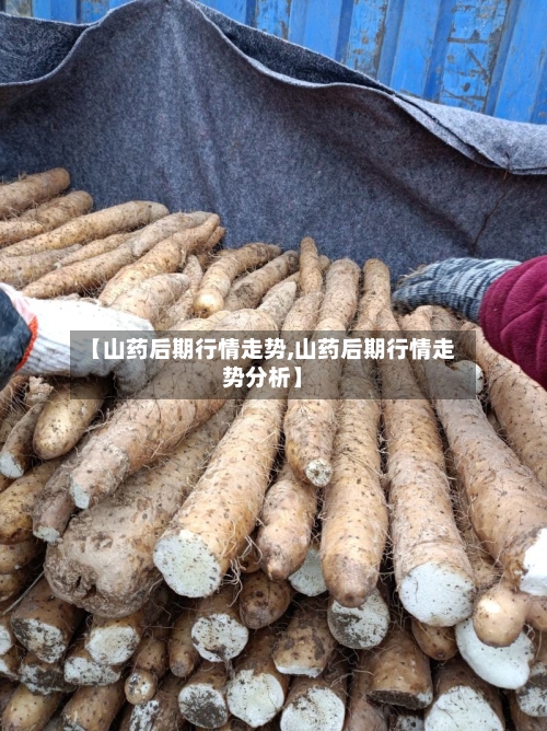 【山药后期行情走势,山药后期行情走势分析】