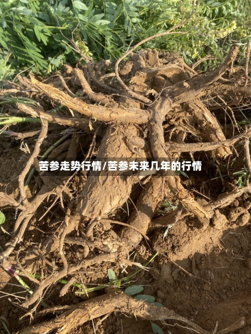 苦参走势行情/苦参未来几年的行情