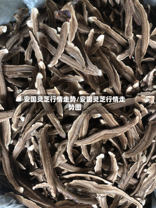 安国灵芝行情走势/安国灵芝行情走势图