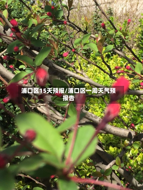 浦口区15天预报/浦口区一周天气预报告