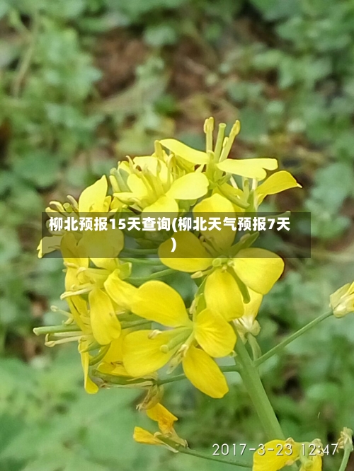 柳北预报15天查询(柳北天气预报7天)