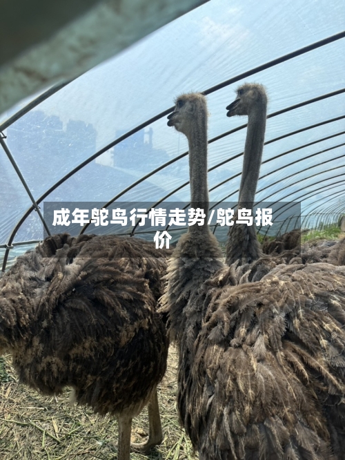 成年鸵鸟行情走势/鸵鸟报价