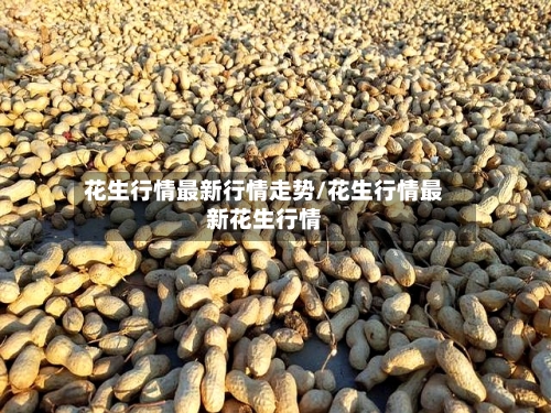 花生行情最新行情走势/花生行情最新花生行情