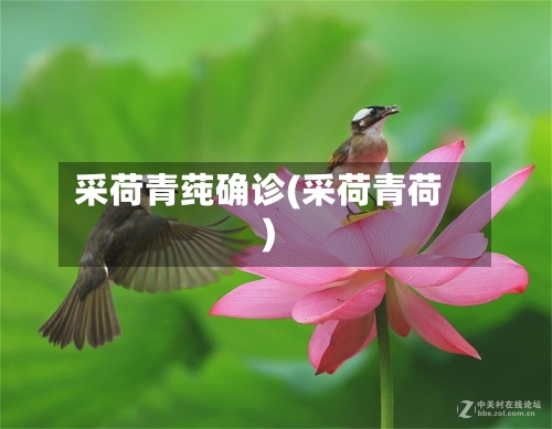 采荷青莼确诊(采荷青荷)