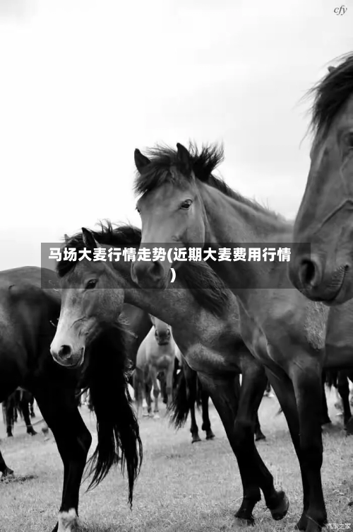 马场大麦行情走势(近期大麦费用行情)