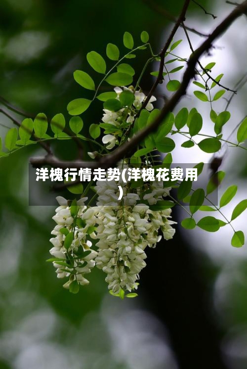 洋槐行情走势(洋槐花费用)