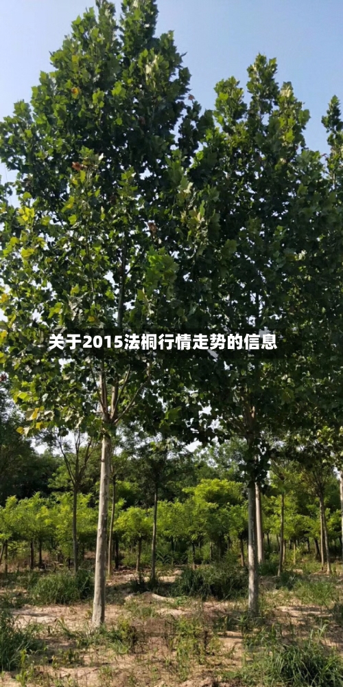 关于2015法桐行情走势的信息