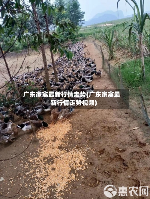 广东家禽最新行情走势(广东家禽最新行情走势视频)