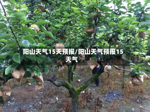 阳山天气15天预报/阳山天气预报15天气
