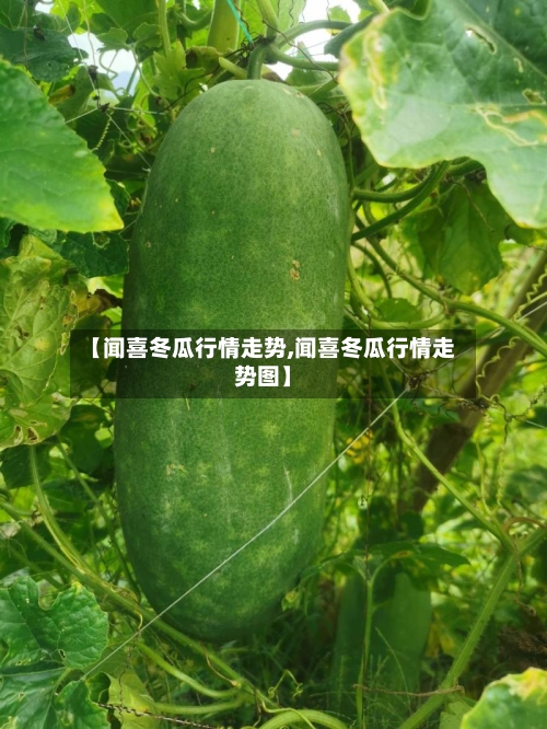 【闻喜冬瓜行情走势,闻喜冬瓜行情走势图】