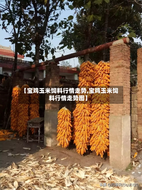 【宝鸡玉米饲料行情走势,宝鸡玉米饲料行情走势图】