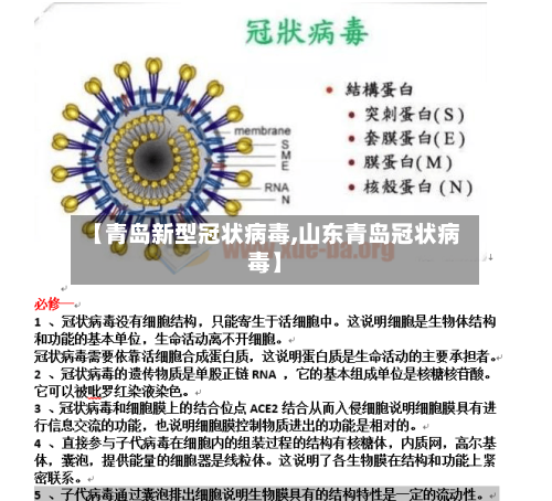 【青岛新型冠状病毒,山东青岛冠状病毒】