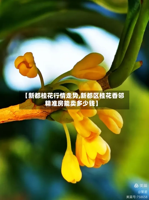 【新都桂花行情走势,新都区桂花香邻精准房能卖多少钱】