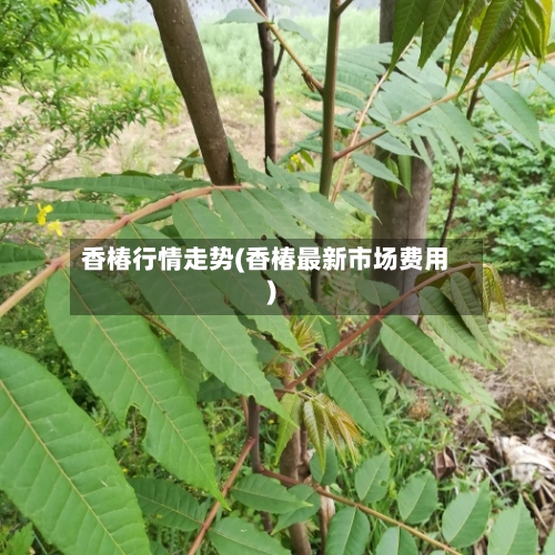 香椿行情走势(香椿最新市场费用)