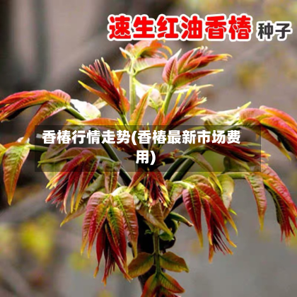 香椿行情走势(香椿最新市场费用)