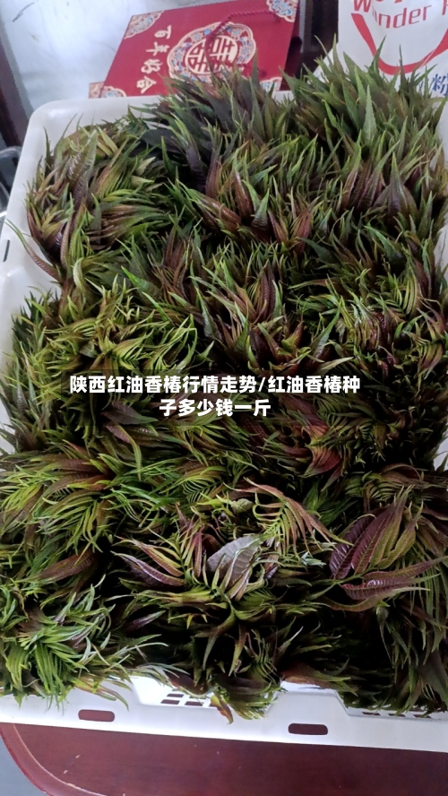 陕西红油香椿行情走势/红油香椿种子多少钱一斤