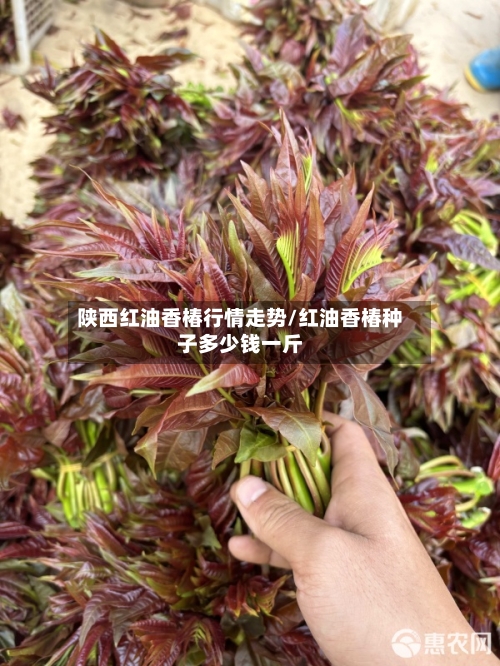 陕西红油香椿行情走势/红油香椿种子多少钱一斤