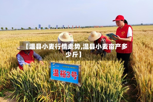 【温县小麦行情走势,温县小麦亩产多少斤】
