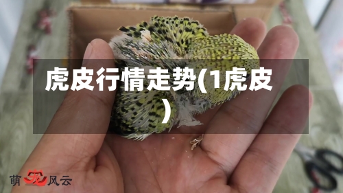 虎皮行情走势(1虎皮)