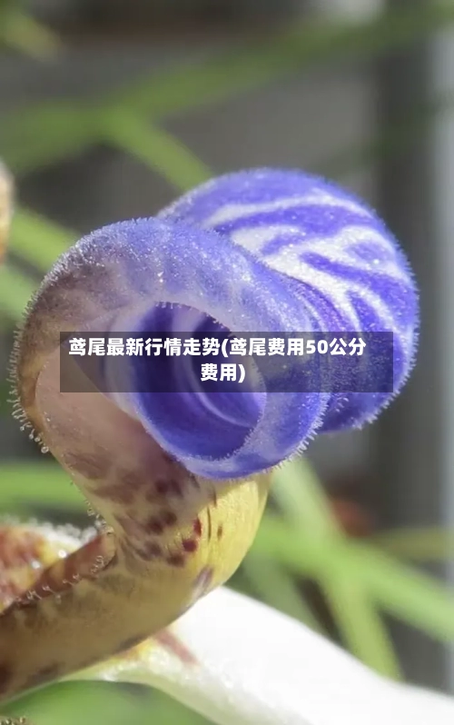 鸢尾最新行情走势(鸢尾费用50公分费用)