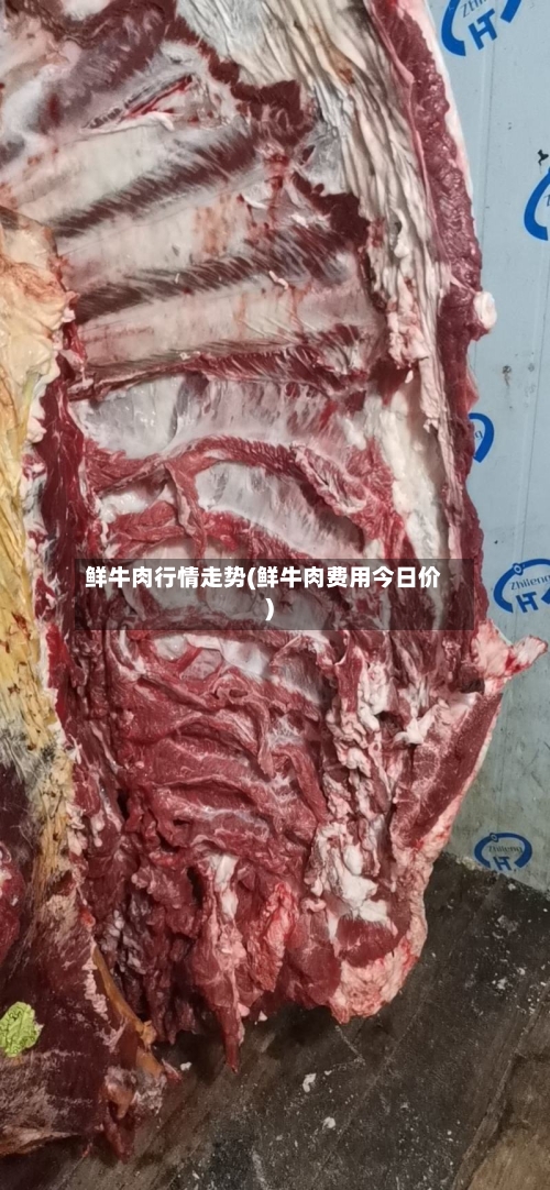 鲜牛肉行情走势(鲜牛肉费用今日价)