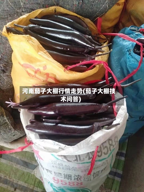 河南茄子大棚行情走势(茄子大棚技术问答)
