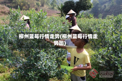 柳州蓝莓行情走势(柳州蓝莓行情走势图)