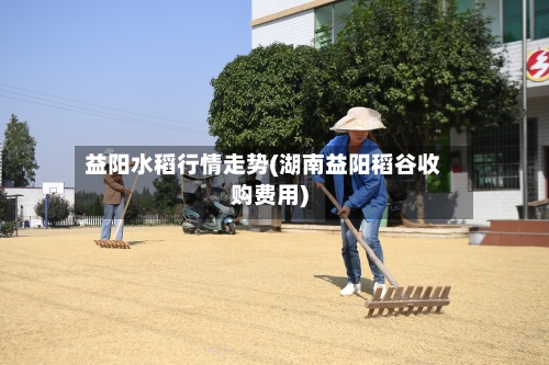 益阳水稻行情走势(湖南益阳稻谷收购费用)