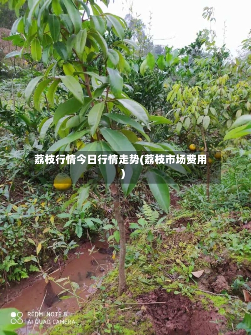 荔枝行情今日行情走势(荔枝市场费用)