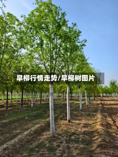 旱柳行情走势/旱柳树图片