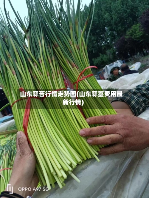 山东蒜苔行情走势图(山东蒜薹费用最新行情)