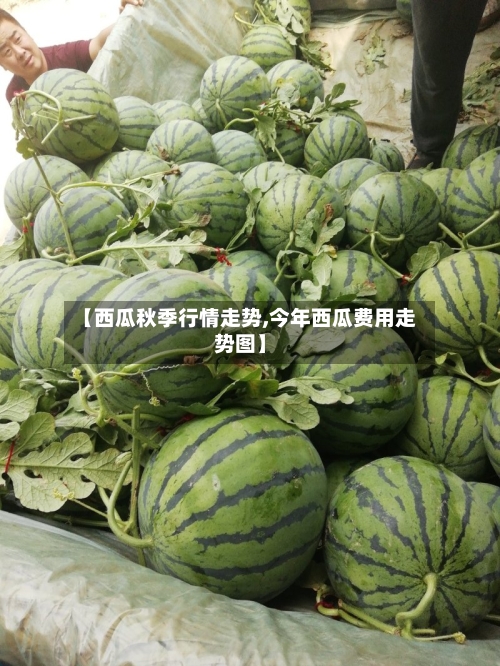 【西瓜秋季行情走势,今年西瓜费用走势图】