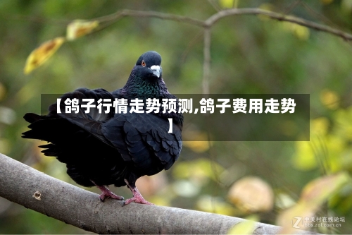 【鸽子行情走势预测,鸽子费用走势】