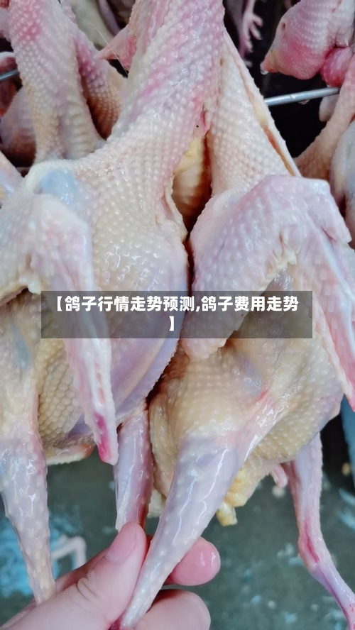 【鸽子行情走势预测,鸽子费用走势】