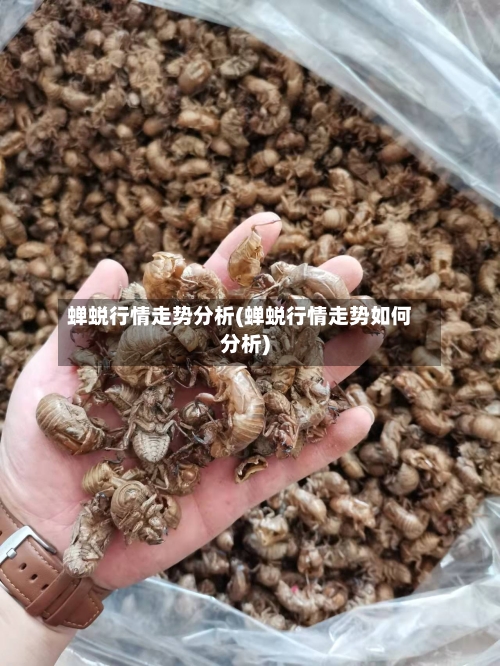 蝉蜕行情走势分析(蝉蜕行情走势如何分析)