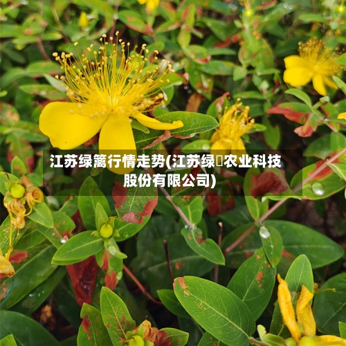 江苏绿篱行情走势(江苏绿浥农业科技股份有限公司)
