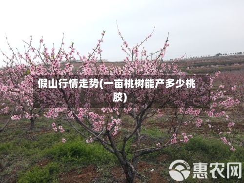 假山行情走势(一亩桃树能产多少桃胶)
