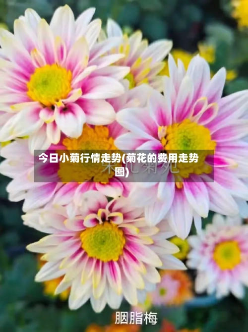 今日小菊行情走势(菊花的费用走势图)